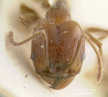 Media type: image;   Entomology 20704 Aspect: head frontal view